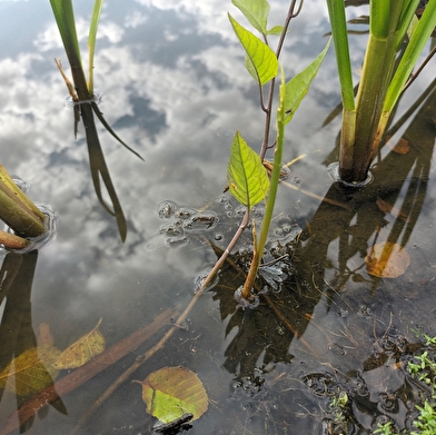 Le rendez-vous des métamorphoses_ENS2026
