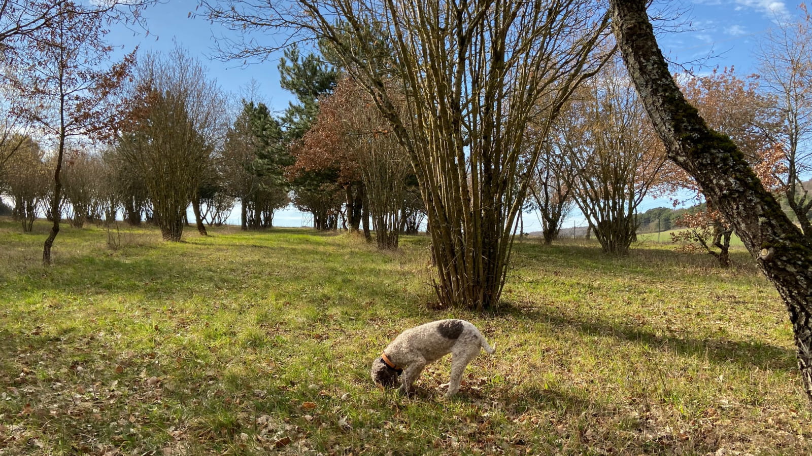 Entre-Deux-Monts, berceau de la Truffe de Bourgogne