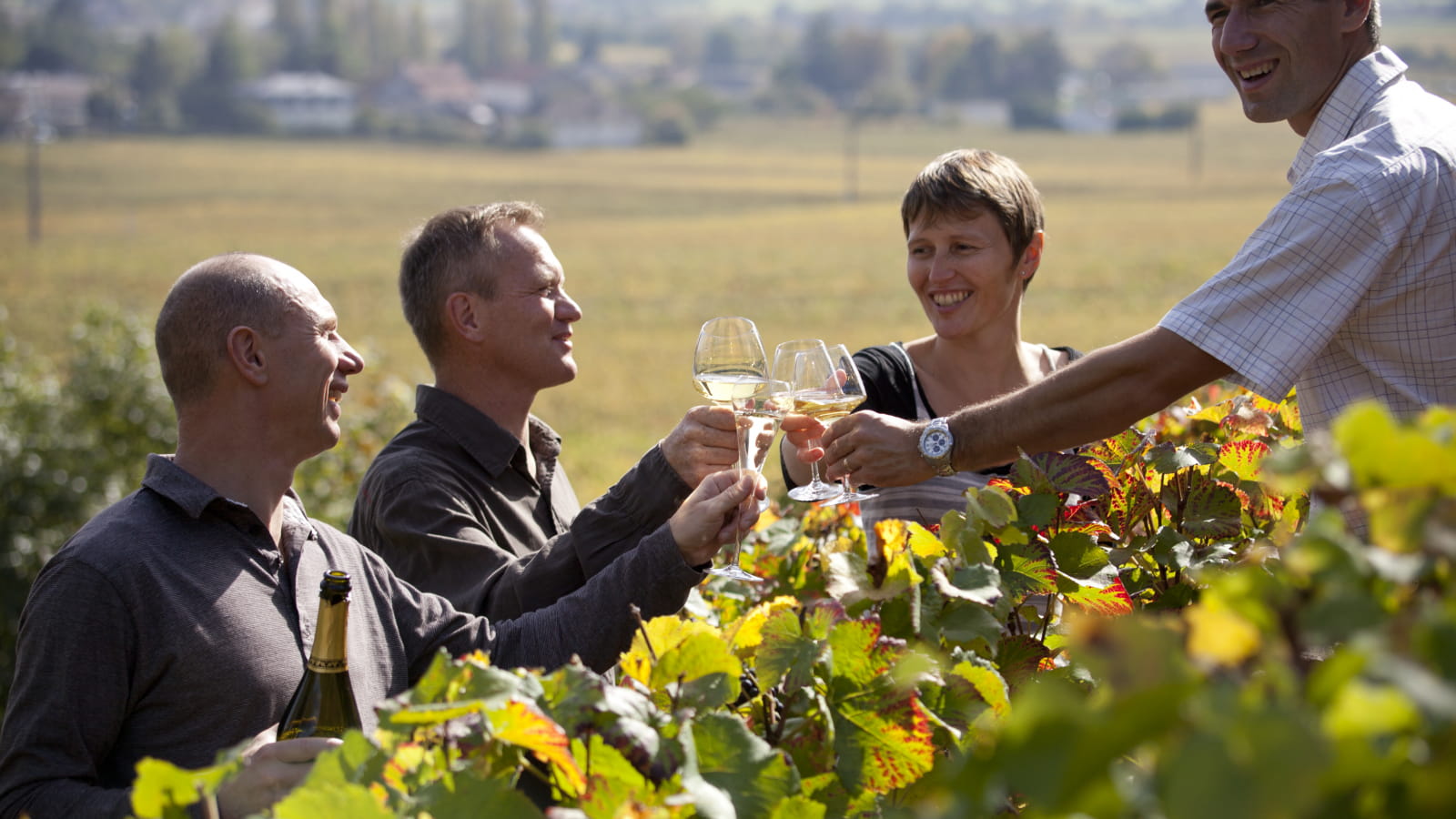 Balade entre vignes et vins