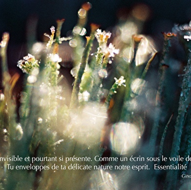 'Essentialité' par Olivier Picque