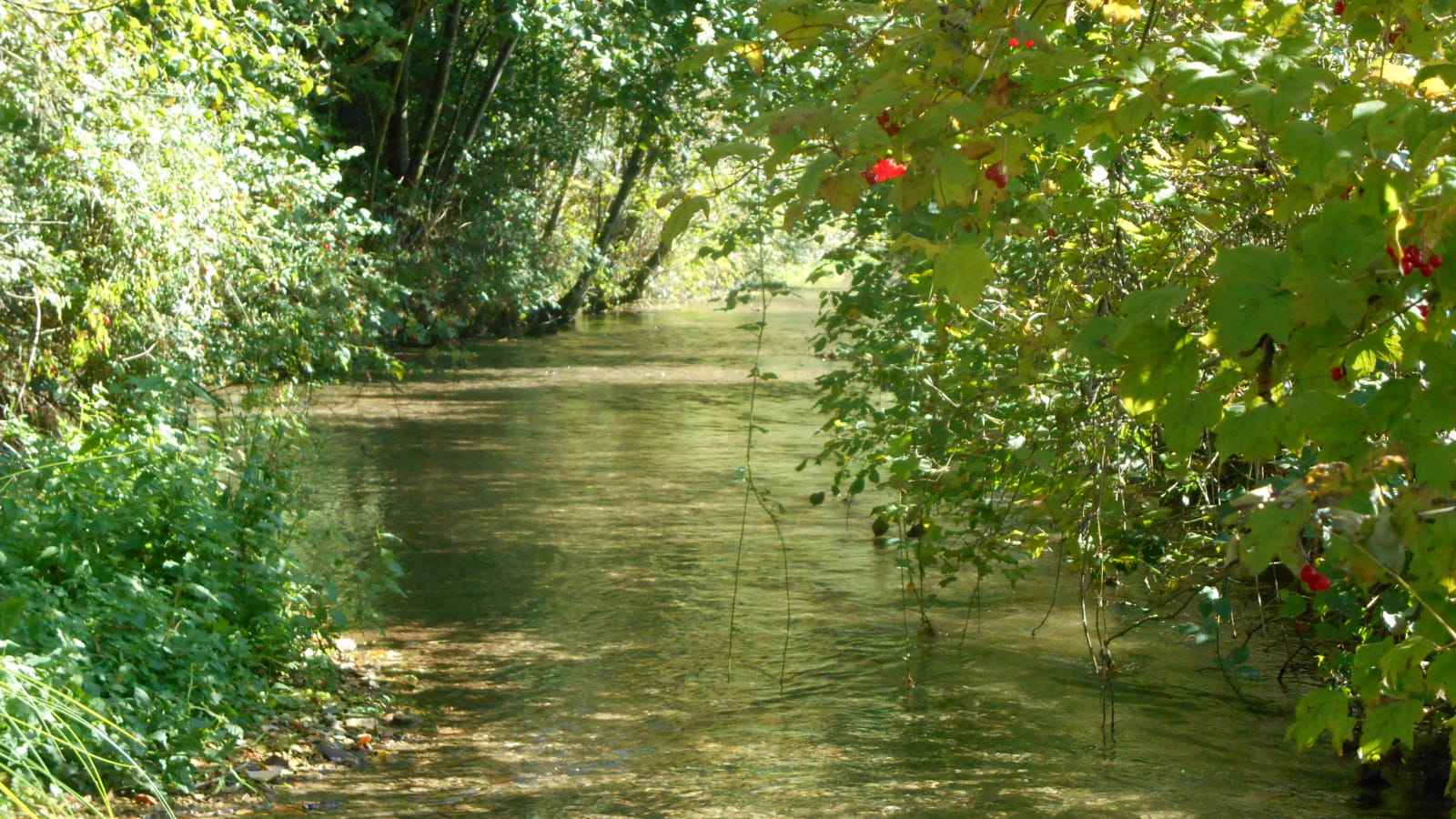 Balades naturalistes gratuites sur la nappe de Dijon Sud  et de la Cent Fonts - Parcours 1 (Fénay-Saulon-la-Rue) - ENS2024