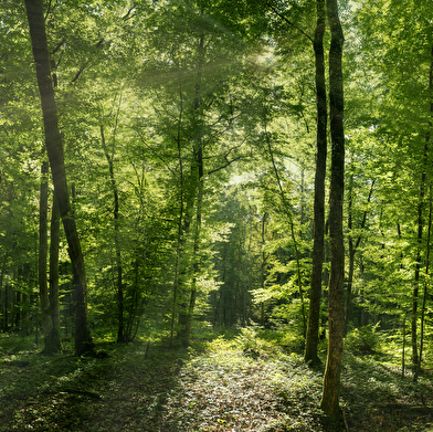 Super Rando au Parc national de forêts