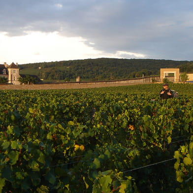 Domaine de la Vougeraie