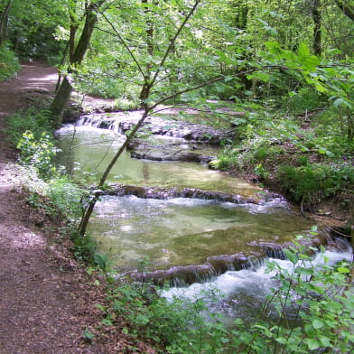 Forêt du Val Suzon