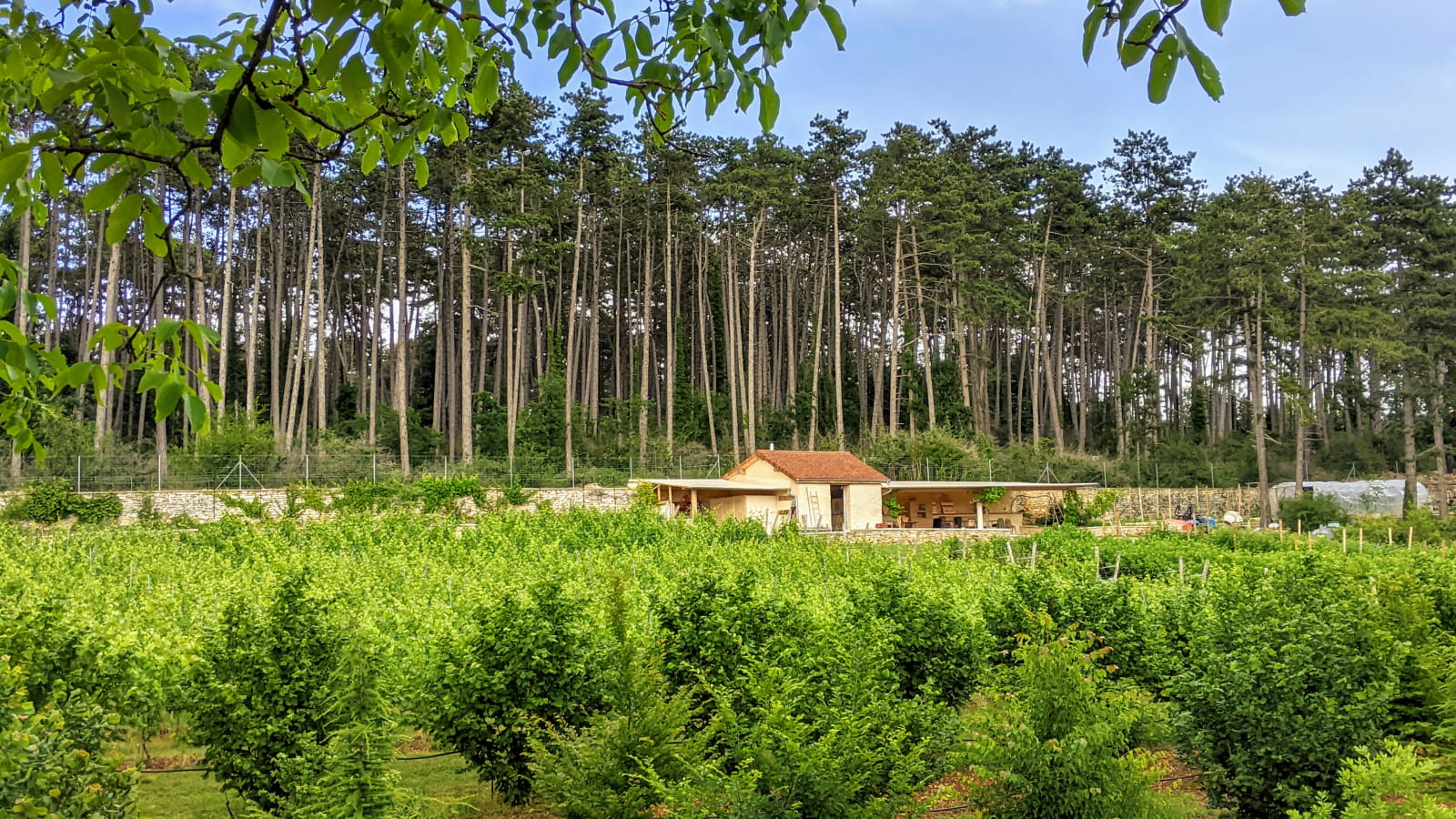 Balade, découverte et dégustation dans un Clos Bourguignon : le Clos de la Belle Châtelaine 