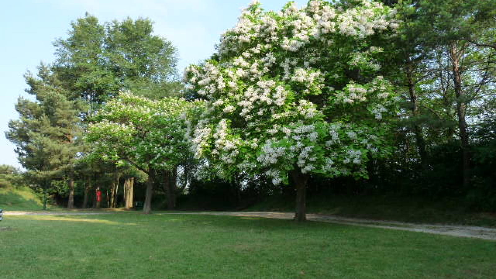 Camping les Sapins