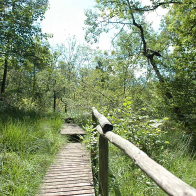 Marais des Brosses