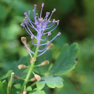 Jardin 'A la croisée des sens'