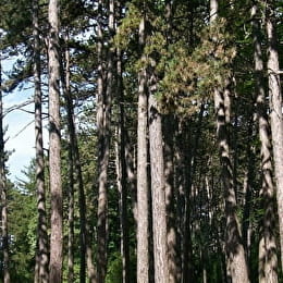 VILLERS-LA-FAYE - VILLERS-LA-FAYE