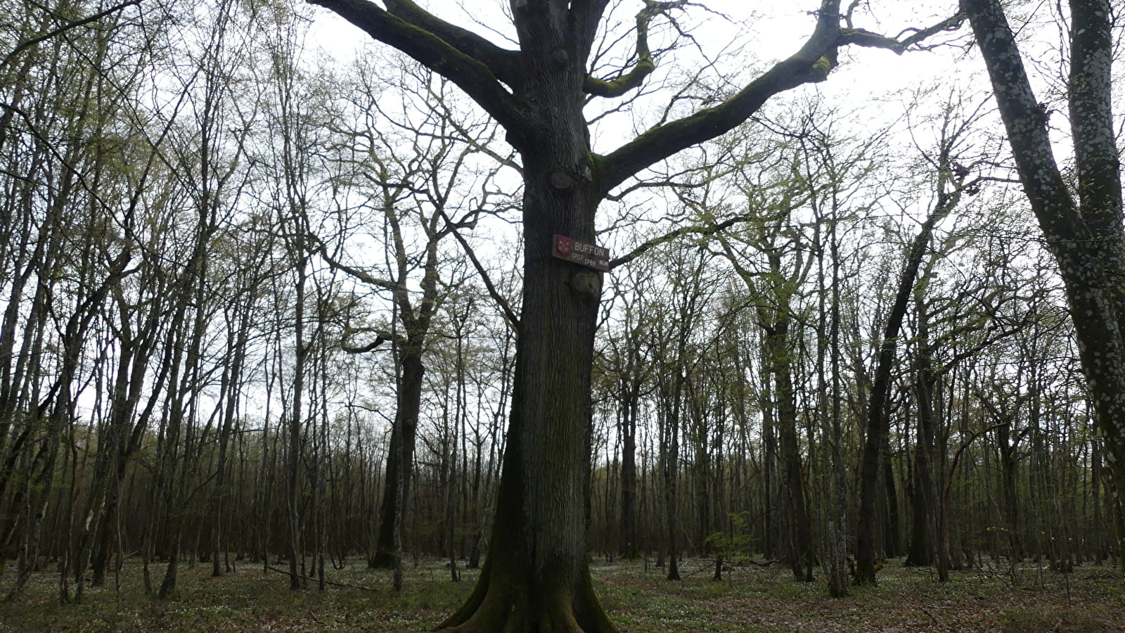 Des arbres en mai à vélo