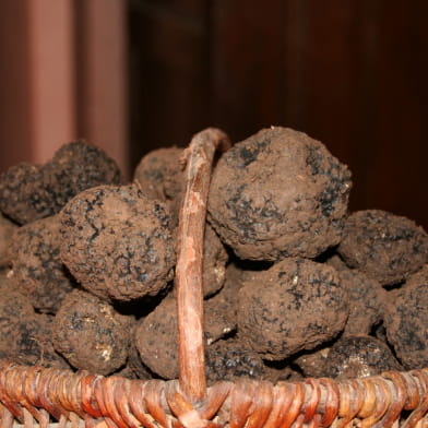 Cavage de la truffe de Bourgogne - sur réservation