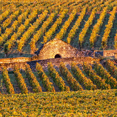 Chemins de Bourgogne - Circuit dans la Côte de Nuits, en Combi-Matin