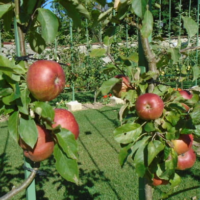 Rendez-vous aux Jardins au château de Montigny-sur-Aube