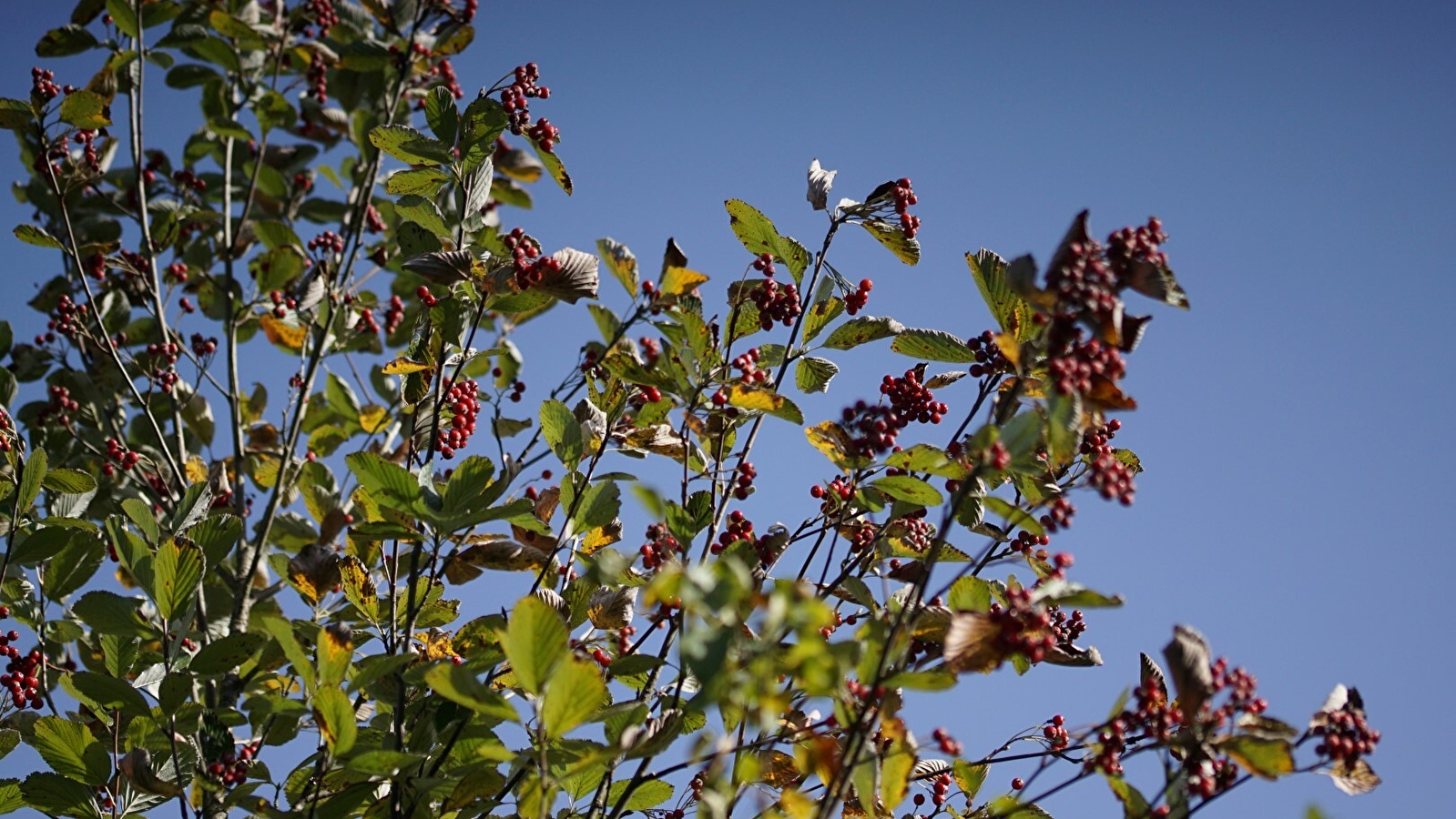 découverte 'Baies sauvages' ENS2026 - sur réservation