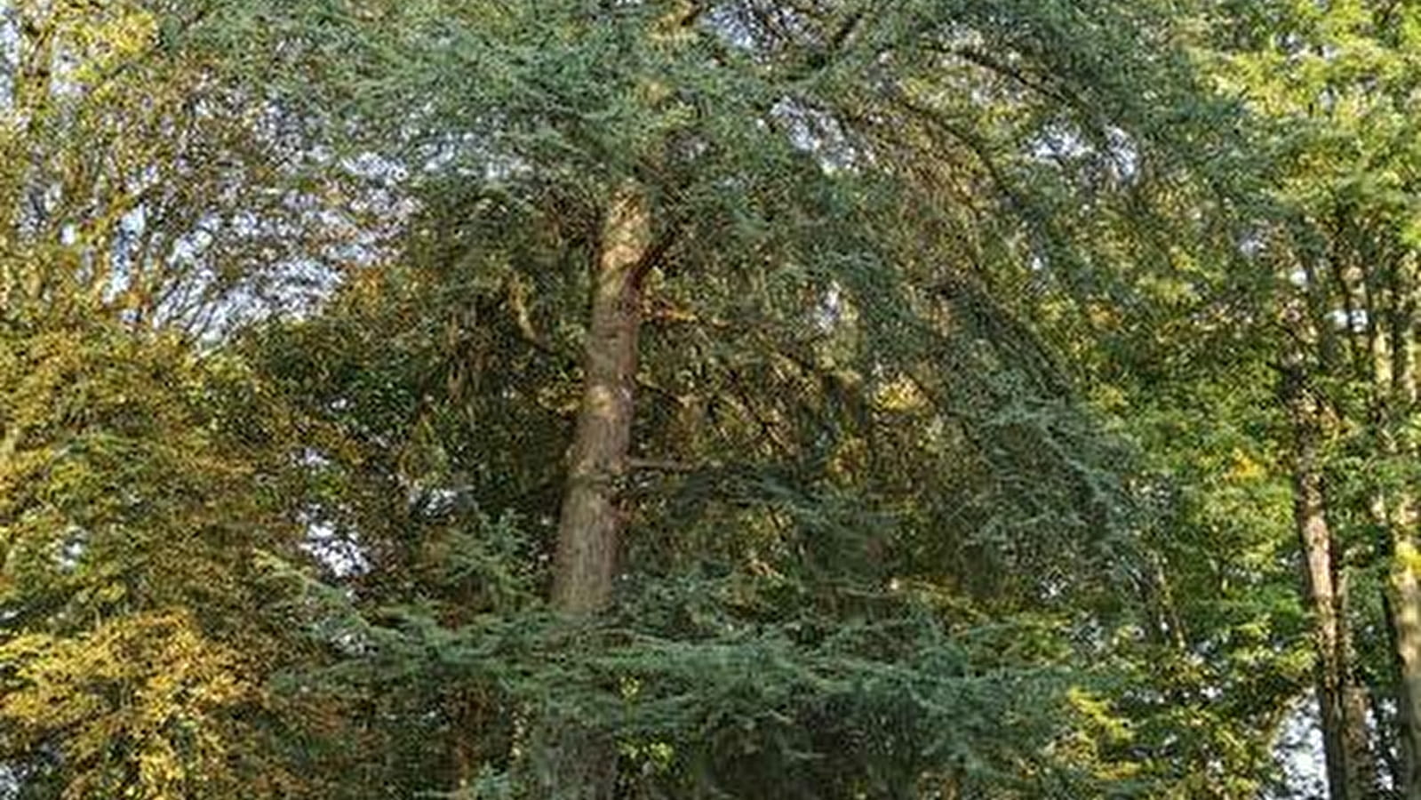 Des arbres en mai à vélo