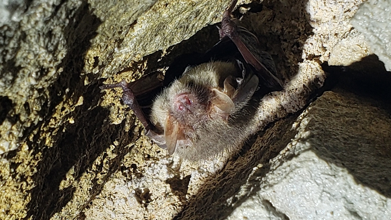 A la découverte des chauves-souris de Val-Suzon