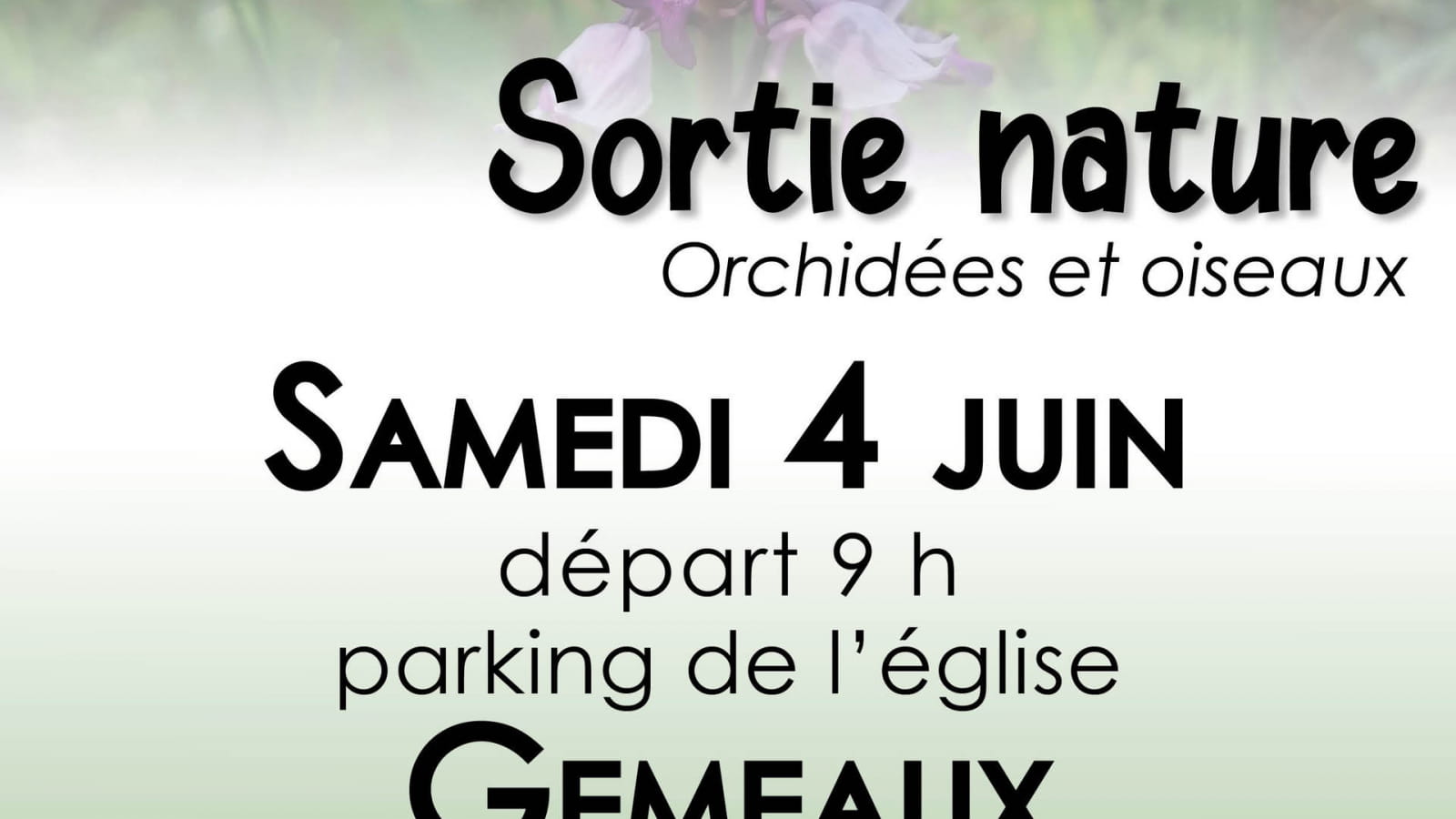 Sortie Nature Orchidées et Oiseaux à Gemeaux