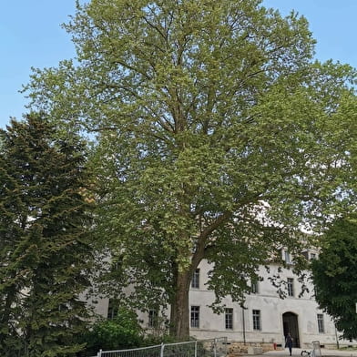 Des arbres en mai à vélo
