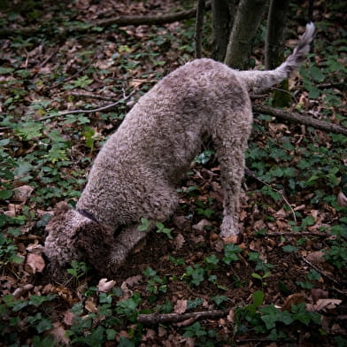 Démonstration de cavage et déjeuner chaud tout à la truffe By L'Or des Valois