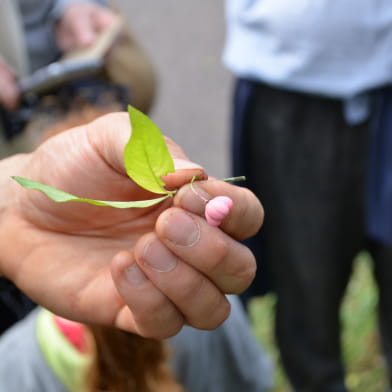 découverte 'Baies sauvages' ENS2026 - sur réservation