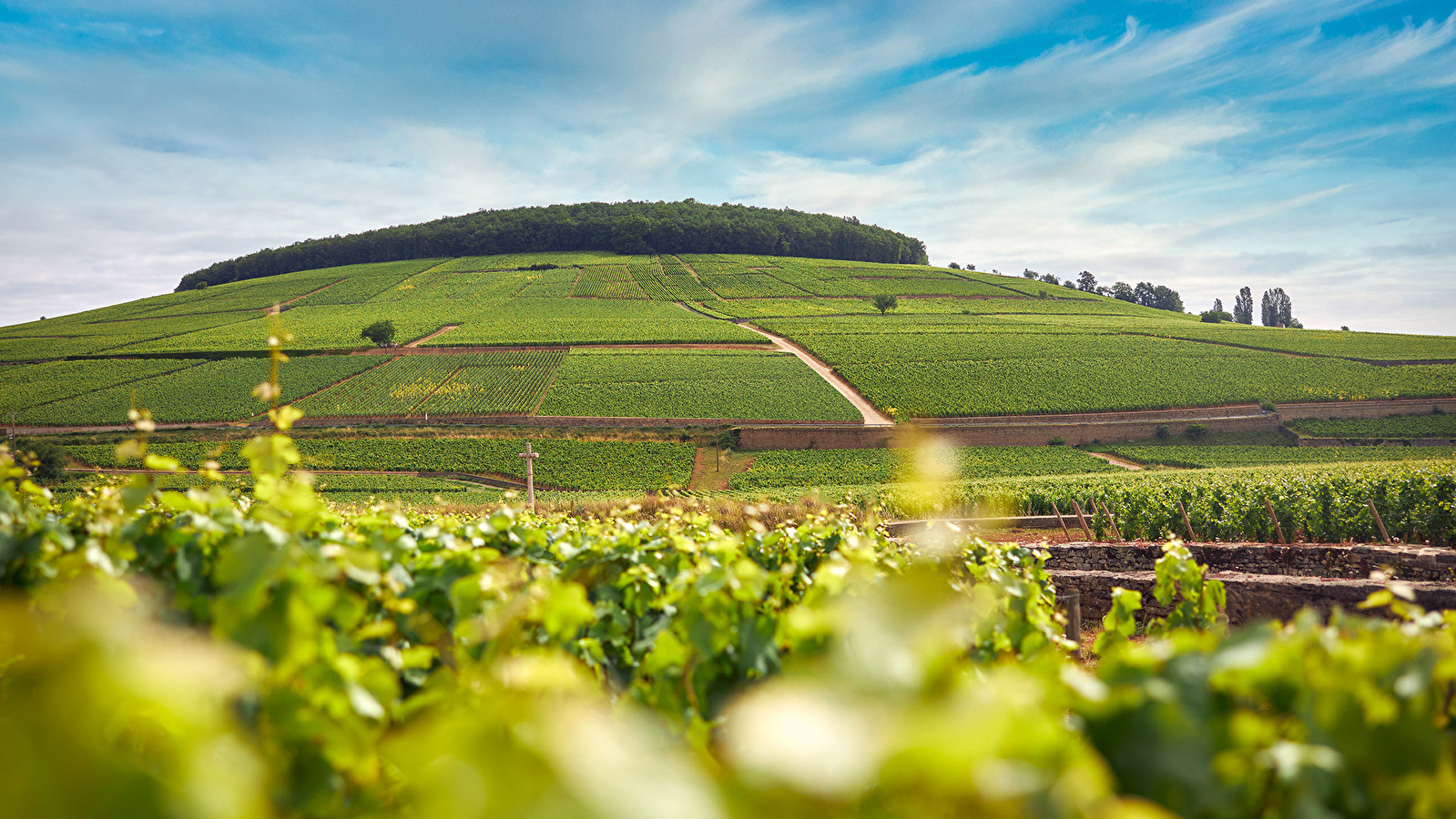Sur les chemins de Corton