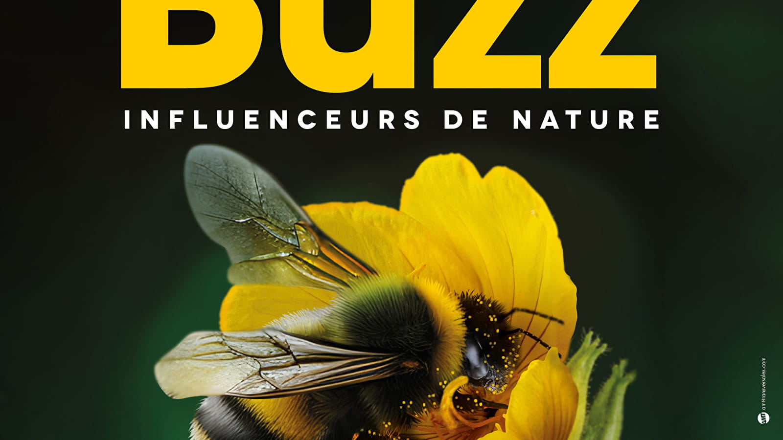 Les insectes pollinisateurs font le buzz