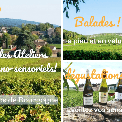 Clos de bourgogne, découverte des Secrets 'vigne et vin'