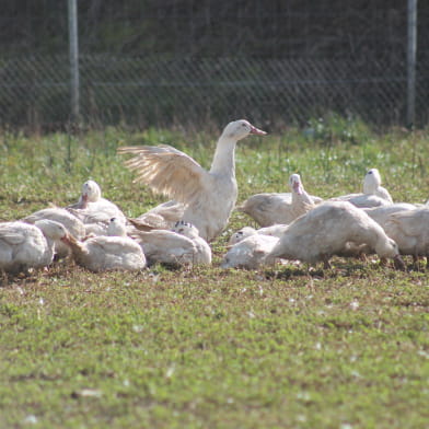 La Ferme du Faubourg