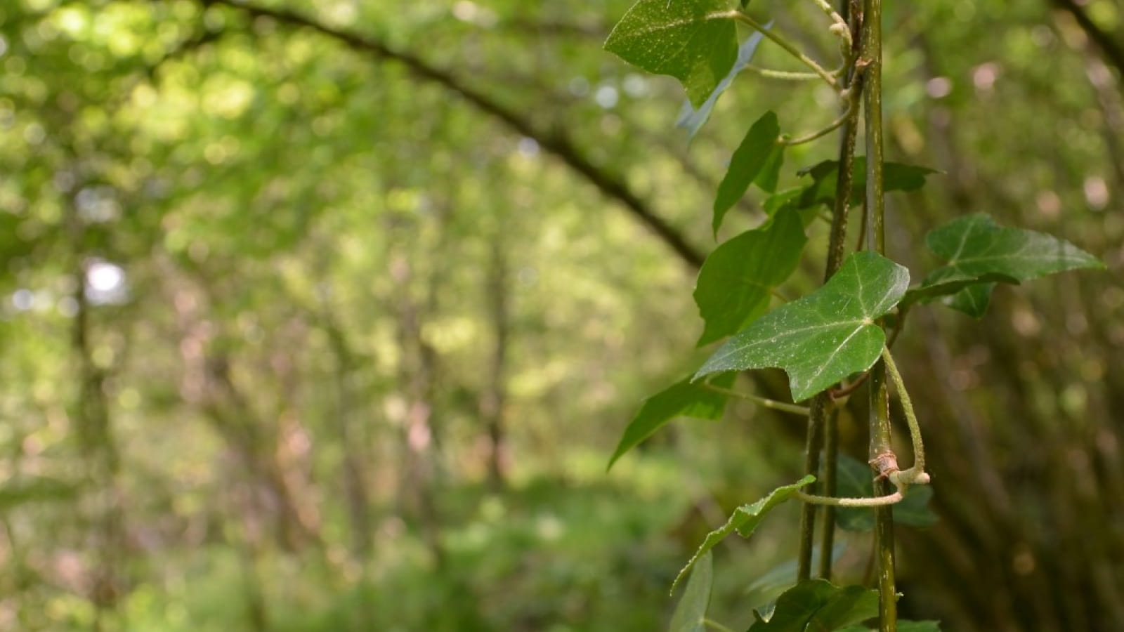 Balade nature en forêt - ENS2023