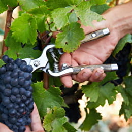 Expérience Vendanges - POMMARD