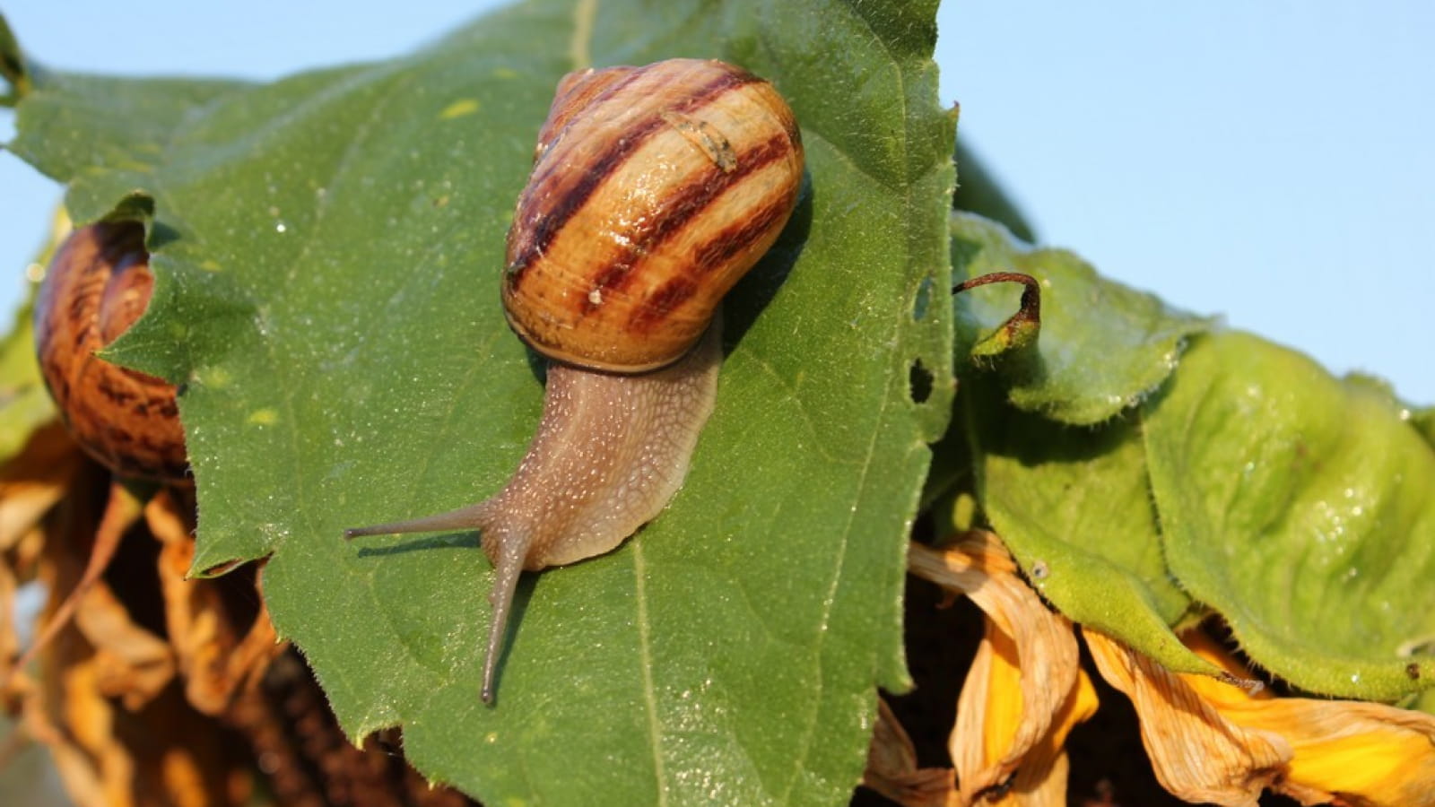 L'Escargot Bourguignon - La Ferme au gré du temps