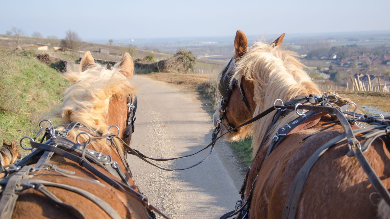 Balade en calèche dans le vignoble de Bourgogne