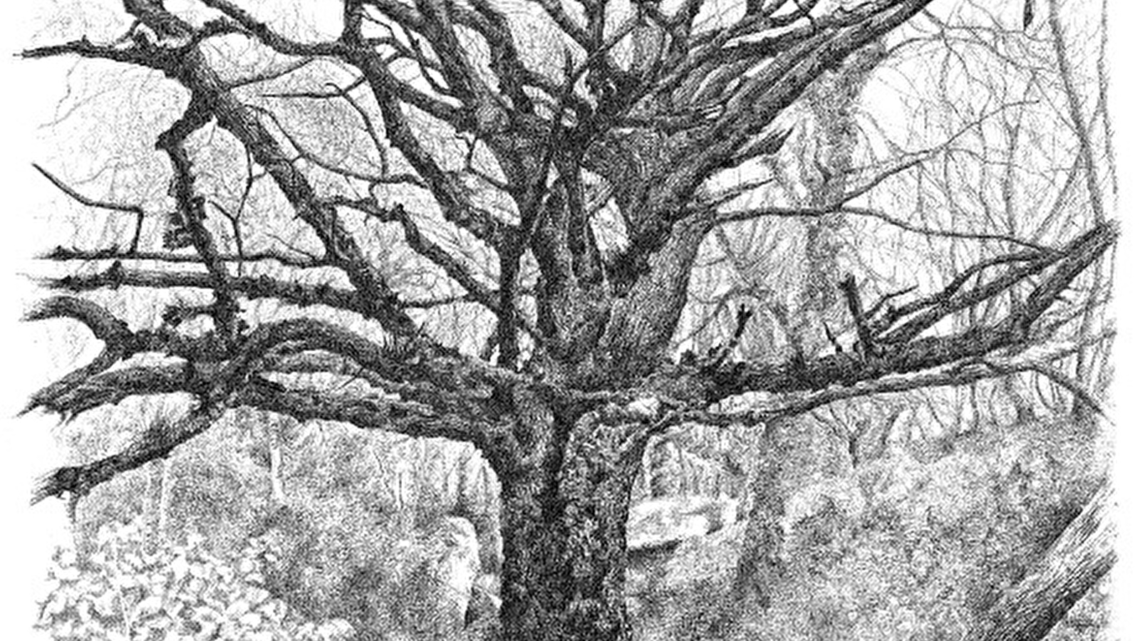 Exposition des dessins de Thérèse Danieau, 'Natura'