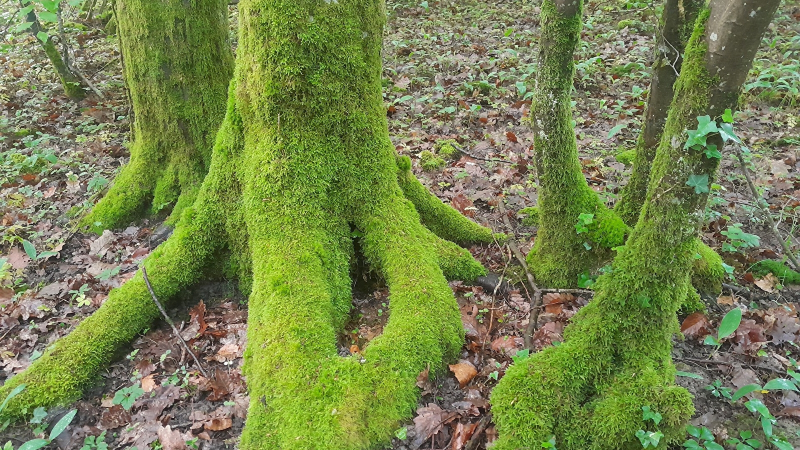 Le monde secret de la forêt de Cîteaux 