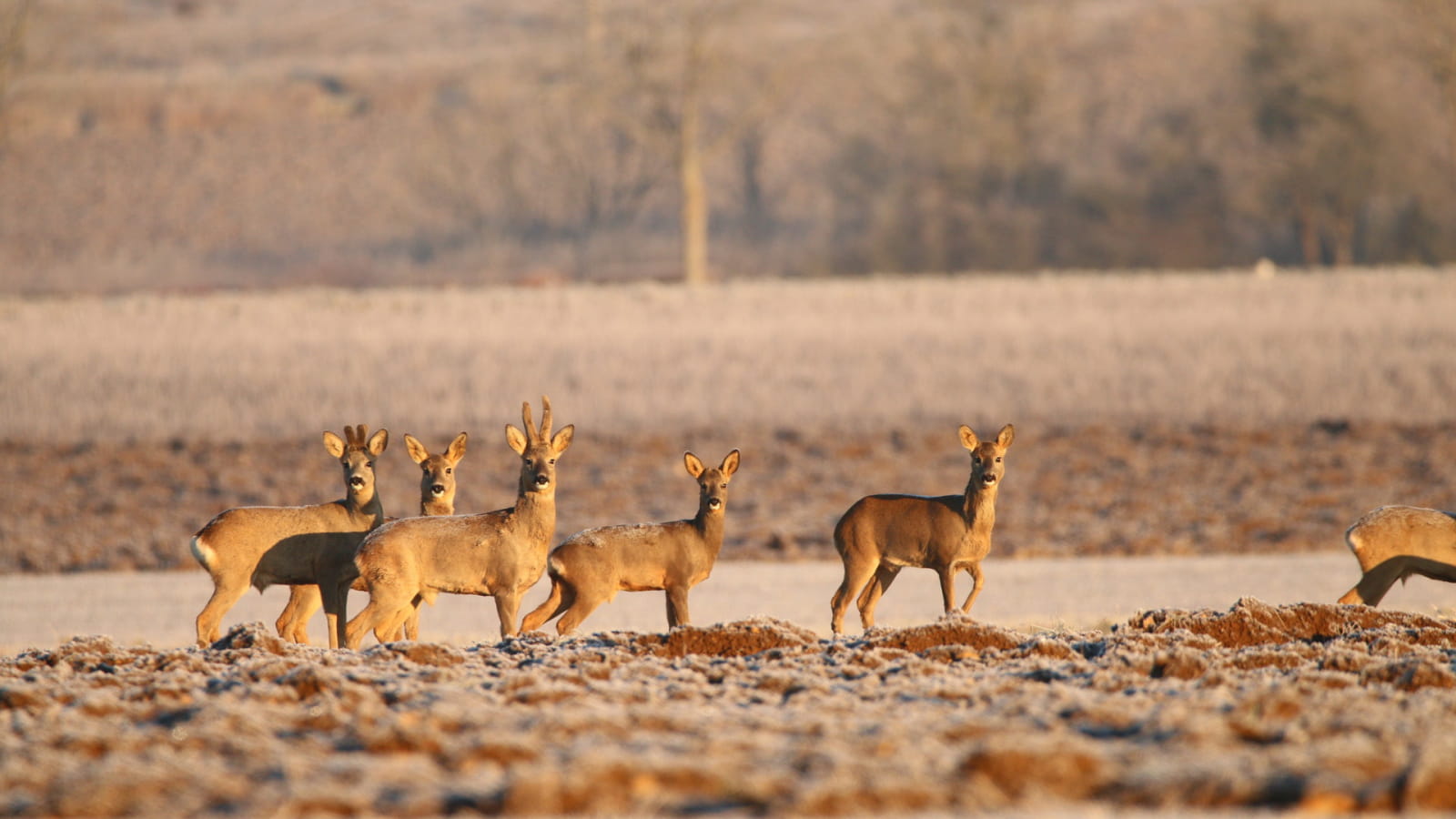 Randonnée : Approche matinale de la faune forestière ENS2024 - sur réservation