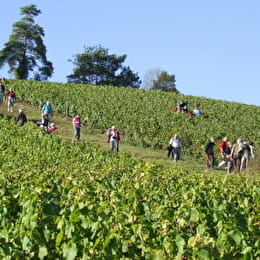 Visite-découverte De la Vigne au Vin - CHAUMONT-LE-BOIS