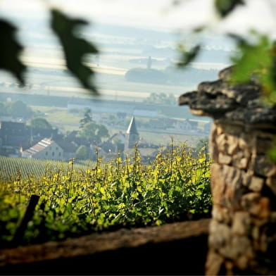 Expérience Wine Tour 
