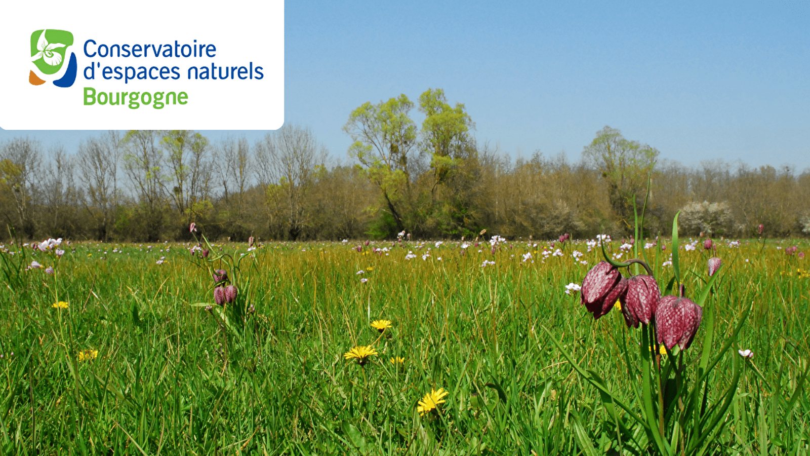 Entre Terre et Saône : l’héritage des prairies inondables d’Ouroux-sur-Saône