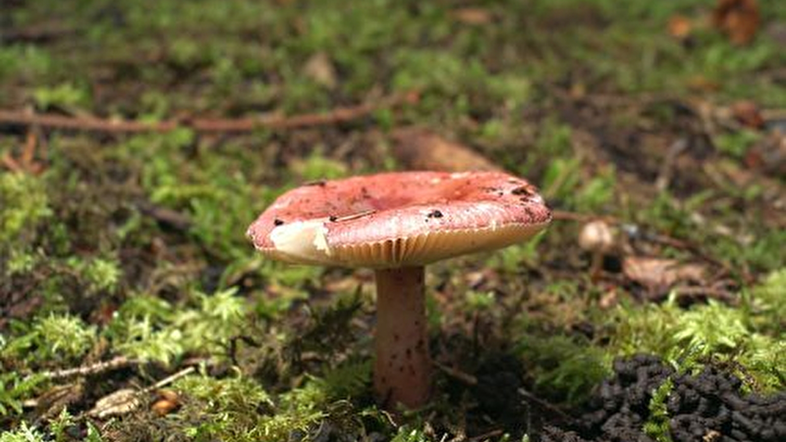 Sortie champignons _ENS2025 'sur réservation'